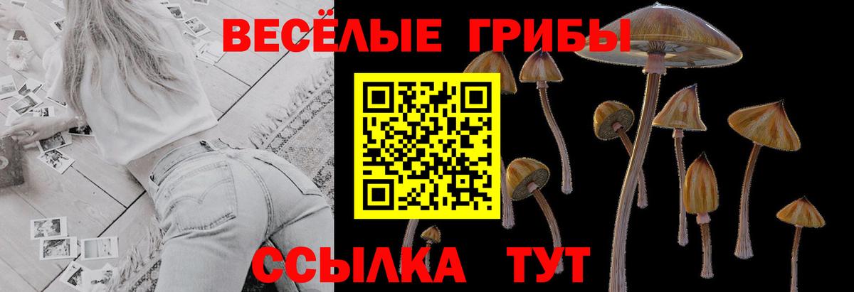 Псилоцибиновые грибы Cubensis Вичуга